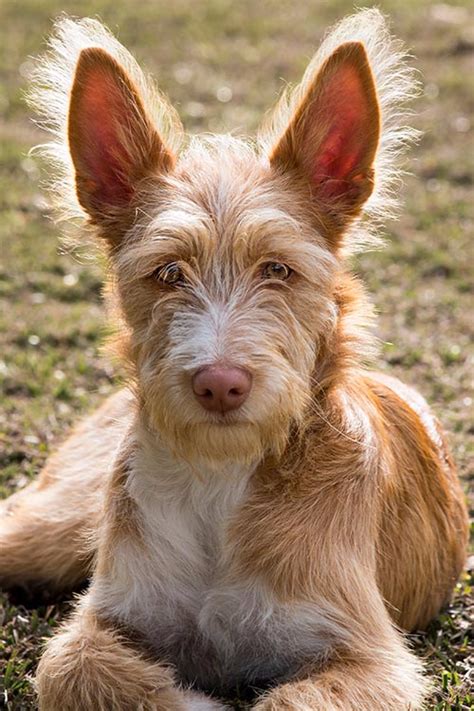 podenco portugués|Portuguese Podengo Dog Breed & Adoption Information